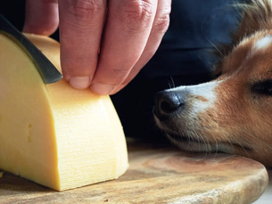 dog looking at a block of cheese
