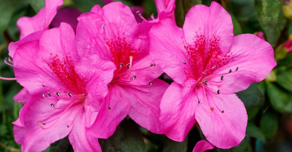 pink rhododendron flowers in a garden