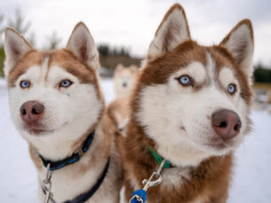 two cold weather dogs, huskies, in the snow
