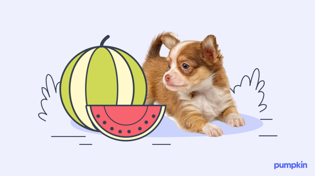 A puppy sitting beside a watermelon