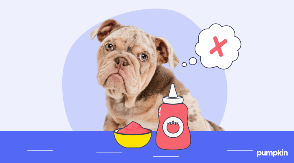 A dog looking sad next to a bottle and bowl of ketchup