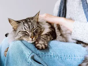 cat laying in a persons lap asleep