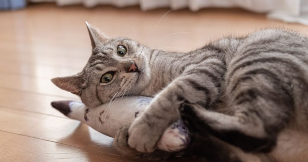 grey tabby cat playing with a fish domestic shorthair