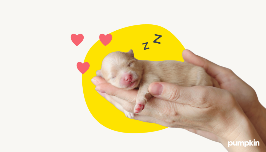 a newborn puppy getting care and love from pet parent