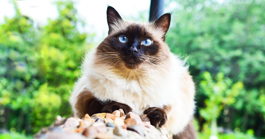 A Balinese cat on top of rocks