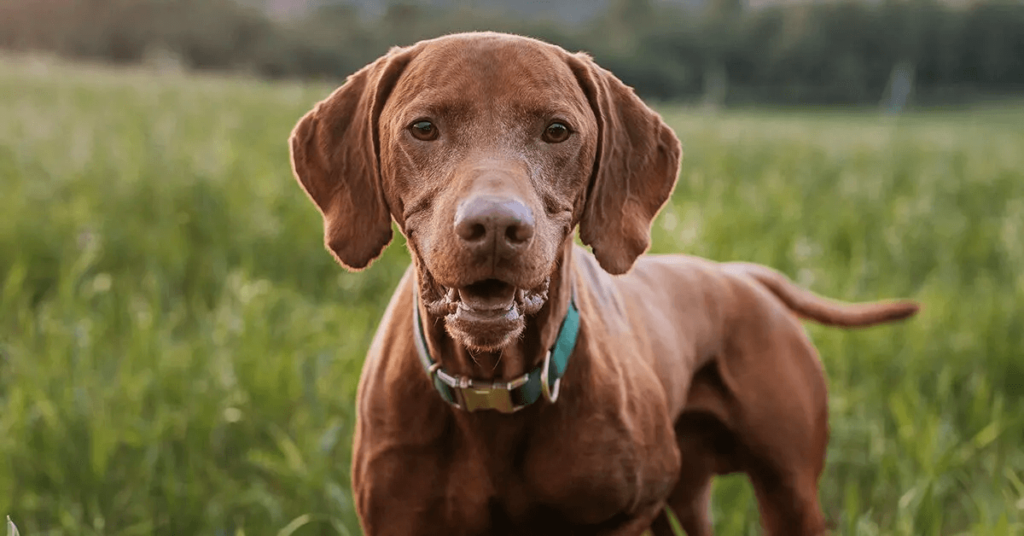Vizsla dog breed