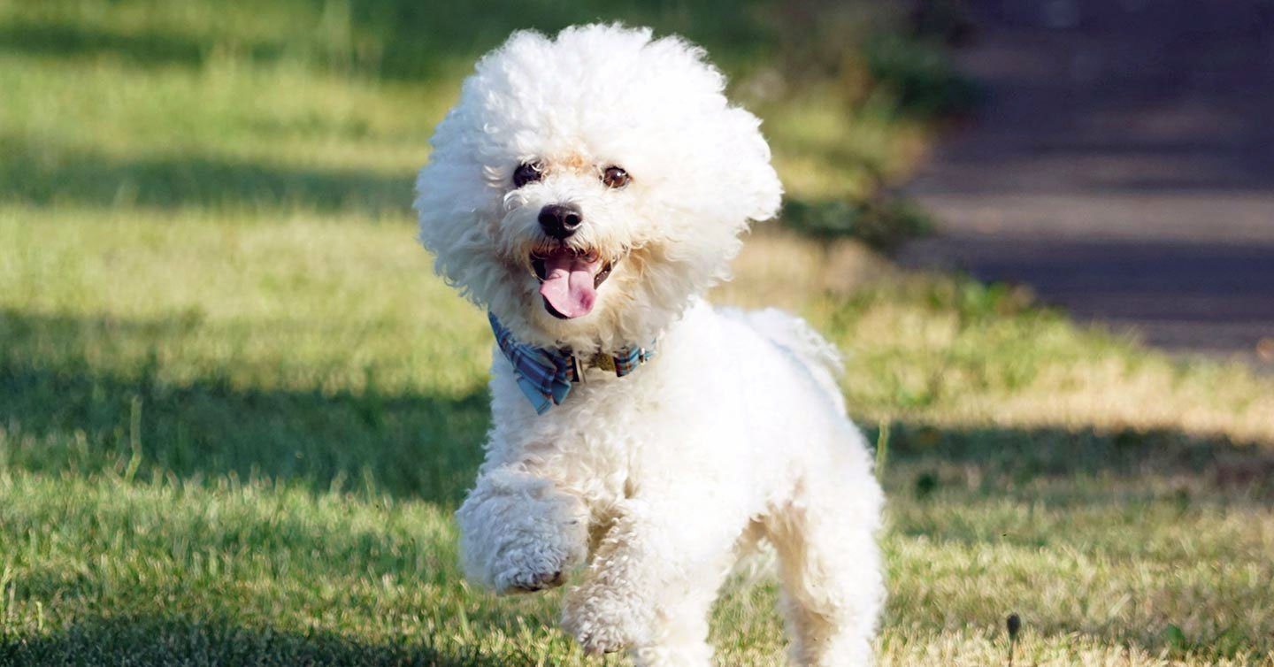cute bichon frise running on grass with tongue out