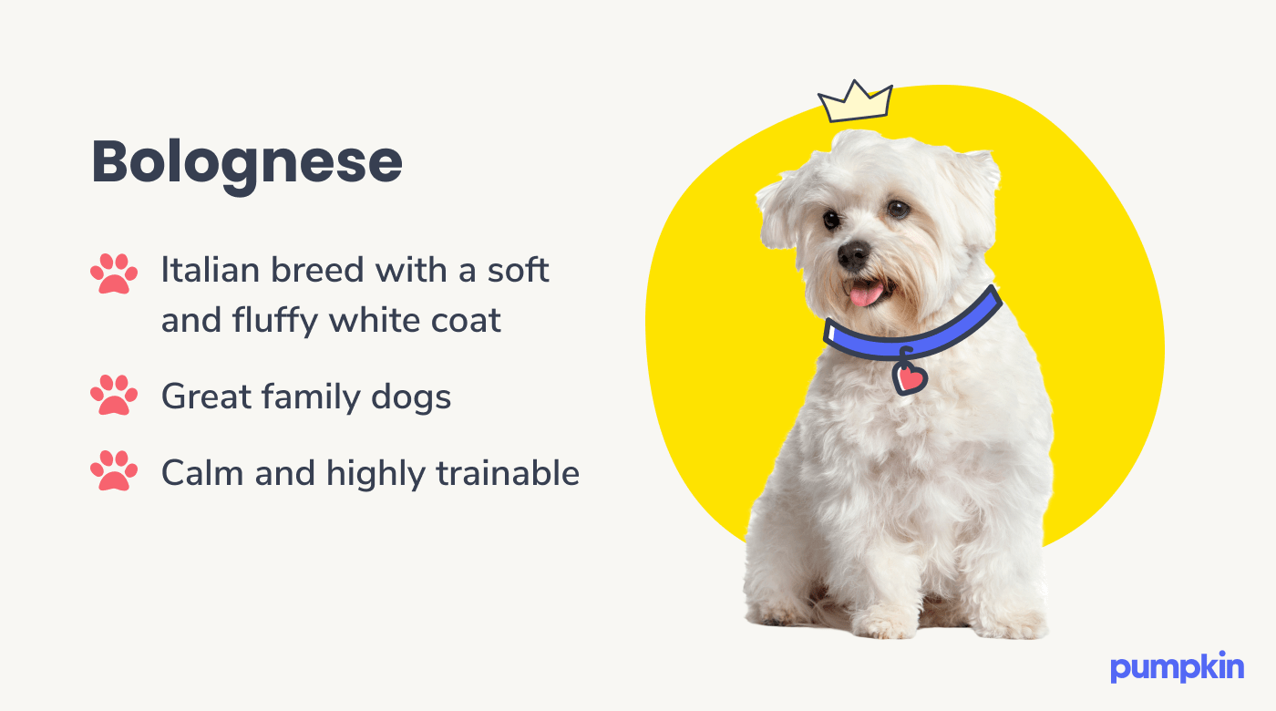Bolognese dog breed