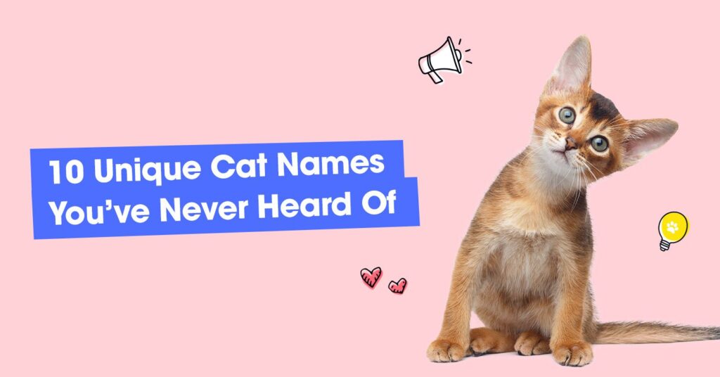 graphic with text that reads '10 unique cat names you've never heard of'