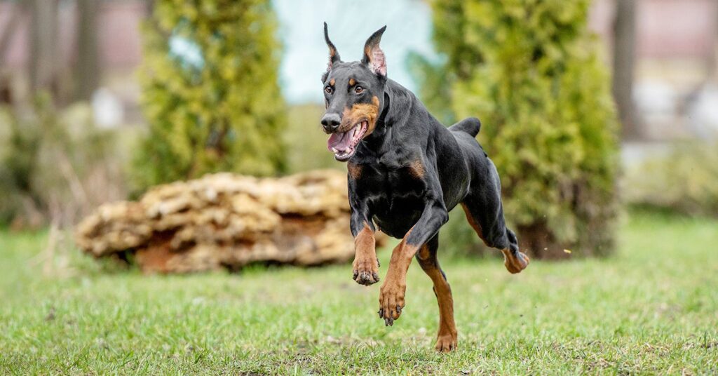 doberman-pinscher_easiest-dogs-to-train
