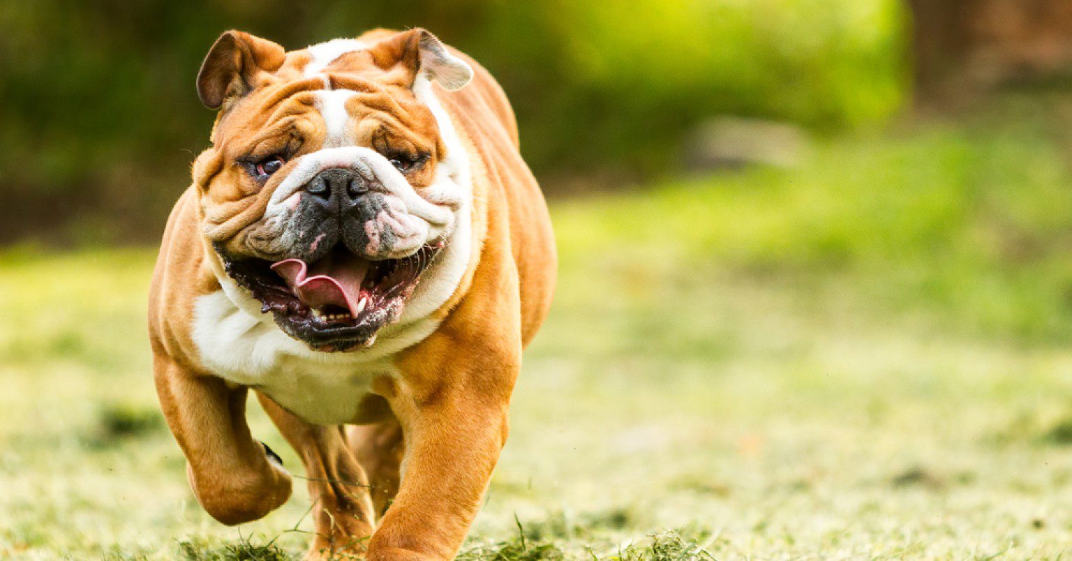 an English Bulldog running toward the camera