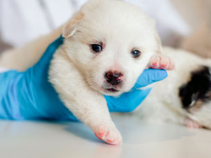 small puppy at the vet getting parvo vaccine