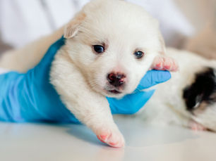 small puppy at the vet getting parvo vaccine