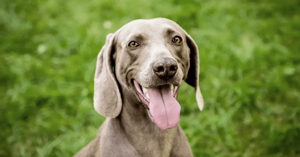 Weimarener dog breed