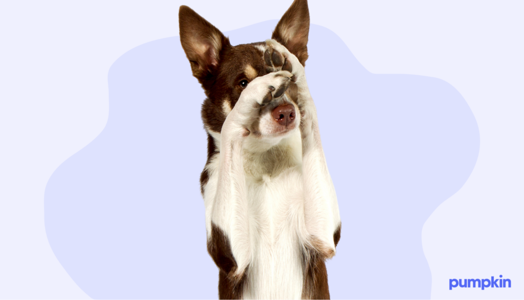 A dog waving a paw at a bark collar and an occlusion muzzle