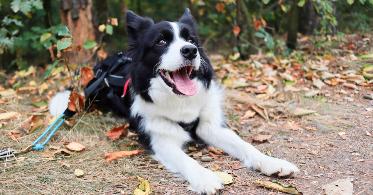 A Border Collie in the woods