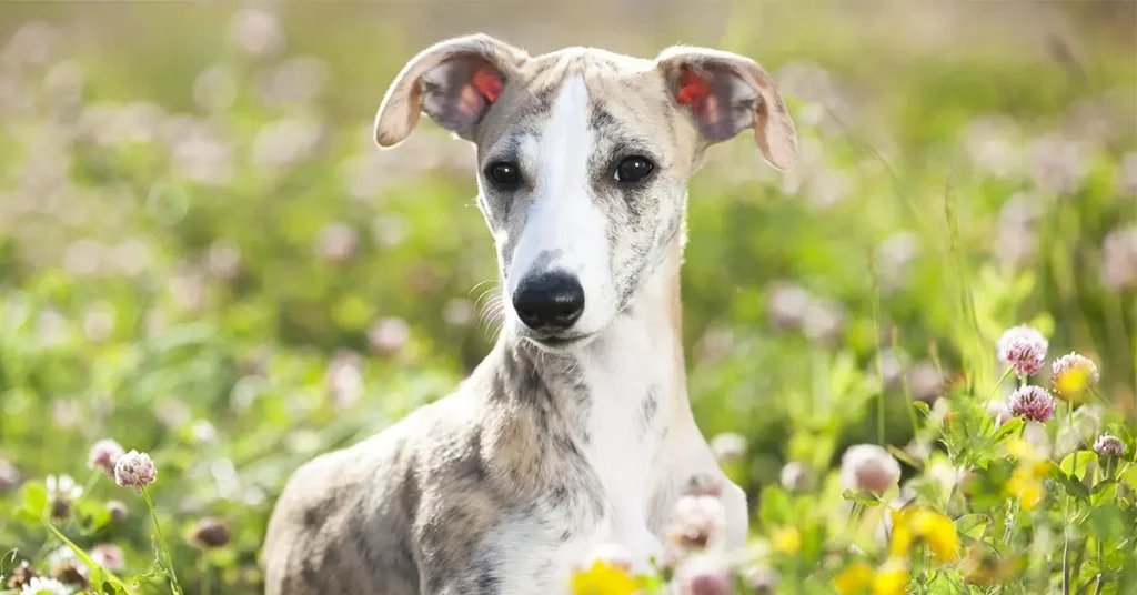 a whippet dog sitting in a field with flowers