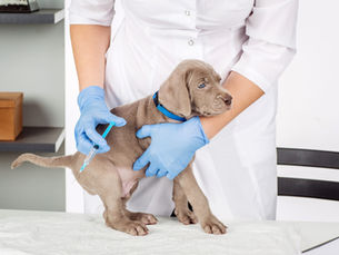 puppy at the vet getting the influenza vaccine
