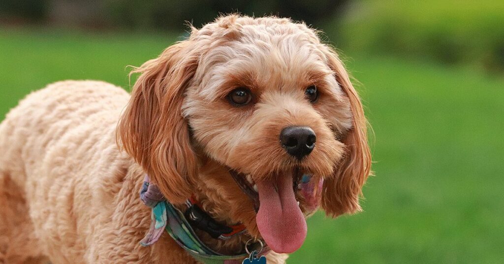 a smiling goldendoodle outside