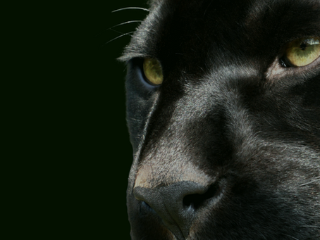 Black panther face with yellow eyes on right side of image with black background to the left.