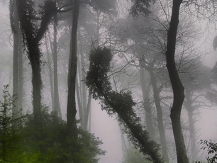 Misty forest with trail leading into the woods. Pale greys and greens and blacks