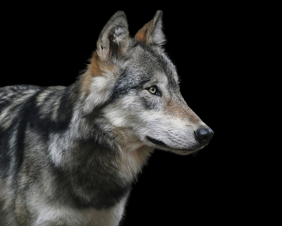 wolf-3037059_1920.jpg
