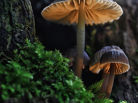 Macro view of tiny mushrooms growing in moss in a little part of the forest.