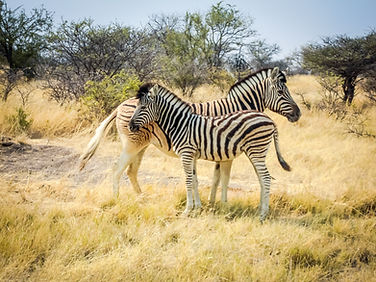 NBI Website pic from Shutterstock.jpg