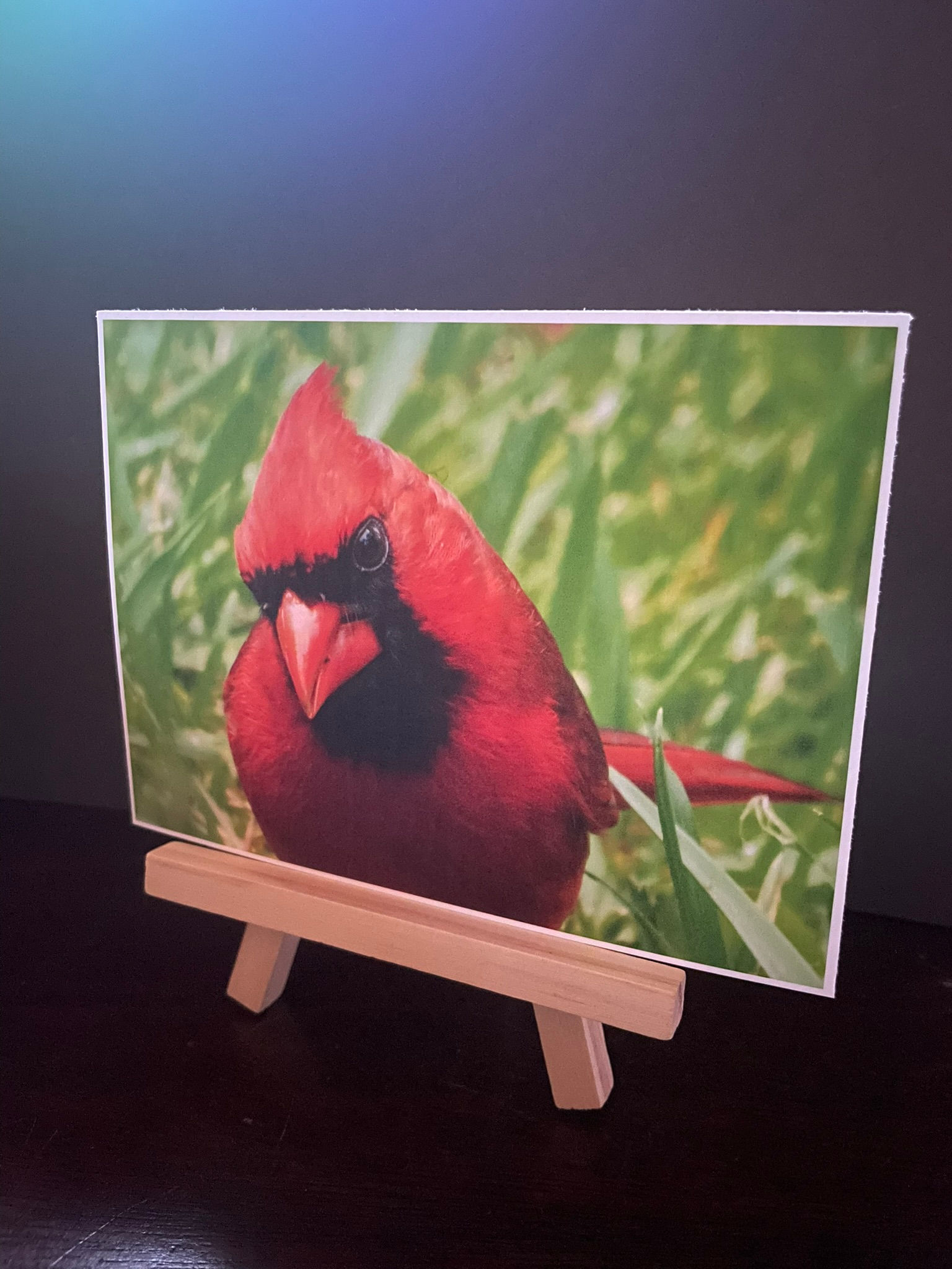 Cardinalis cardinalis 2