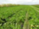 Ag Reserve field with crops
