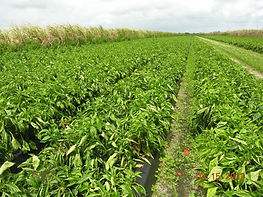 Ag Reserve field with crops
