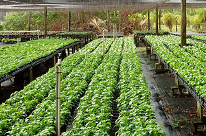 Nusery with irrigation heads