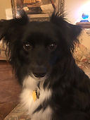 Gus
