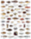 Fishes_Persian_Gulf_Gulf_of_Oman