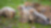 Asiatic Cheetas