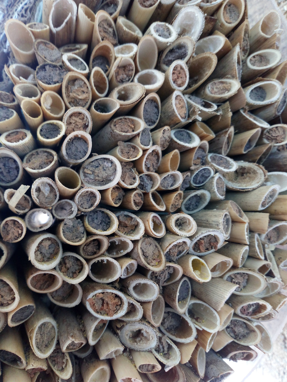 Thumbnail: 50 pcs Solitary Bee Cocoons Mason genus Osmia50