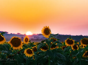 Sunsetflower-2.JPG
