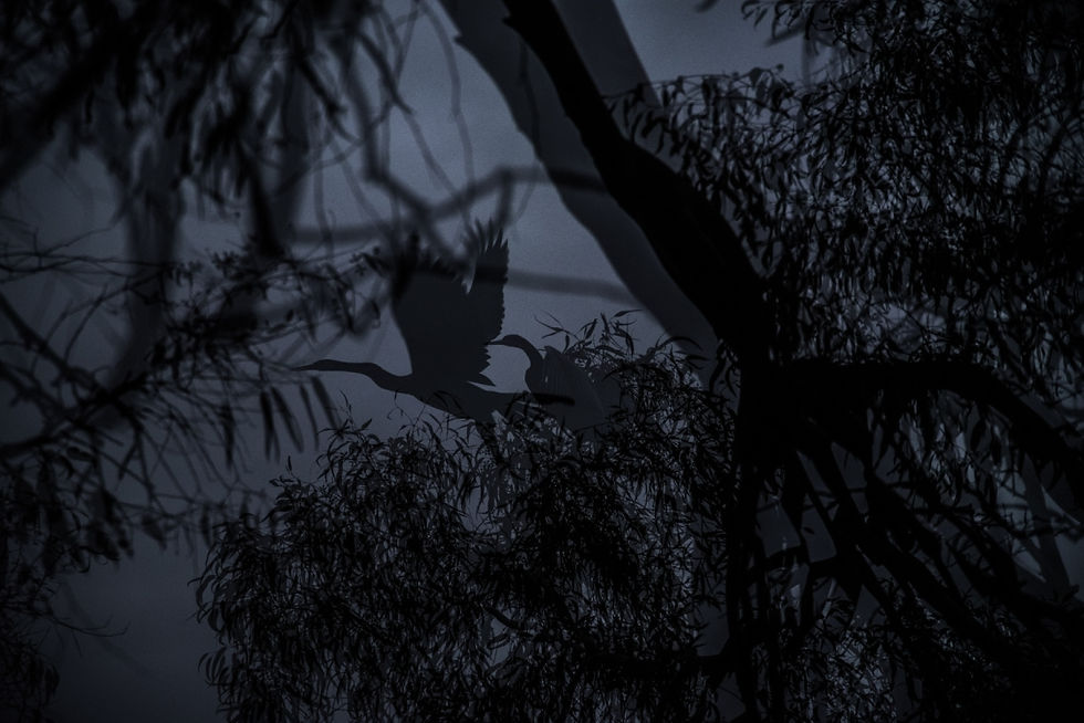 Crane Double Exposure V.1