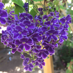 IMG_1999.jpeg