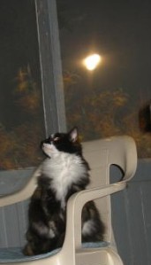 cropped Callie and Full Moon - 5-24-2013