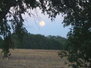 Full Moon btwn Elm and Apple at dusk - 5-24-2013