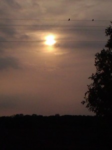 Two Purple Martins at Sunset at the Farm - 2013-05-25