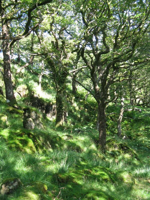 Magickal Land of DInas Emrys - Wales.jpg