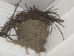 Wren's condo made from the abandoned Barn Swallow nest at our Missouri Century Farm