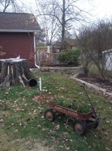 Planting my Gala Apple Tree on Dec. 6, 2011, with a little help from a little red wagon and my 100 year old Oak Tree stump/altar