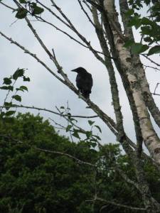 Ravens abounded on our retreat, always bringing beautiful messages!