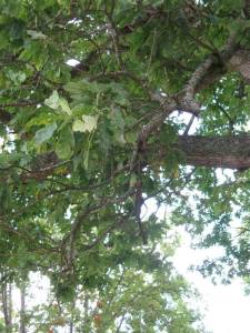 Oak Leaves at Bala Lake