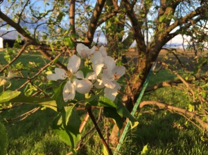 Gala Apple Tree's first bloom at our farm, Spring 2016