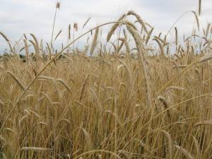 Field of Rye at our farm - reminds me of the Field of Dreams ... "Build it and he will come." Wren did just that...and so can we!