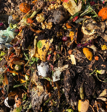 Food waste before it is composted